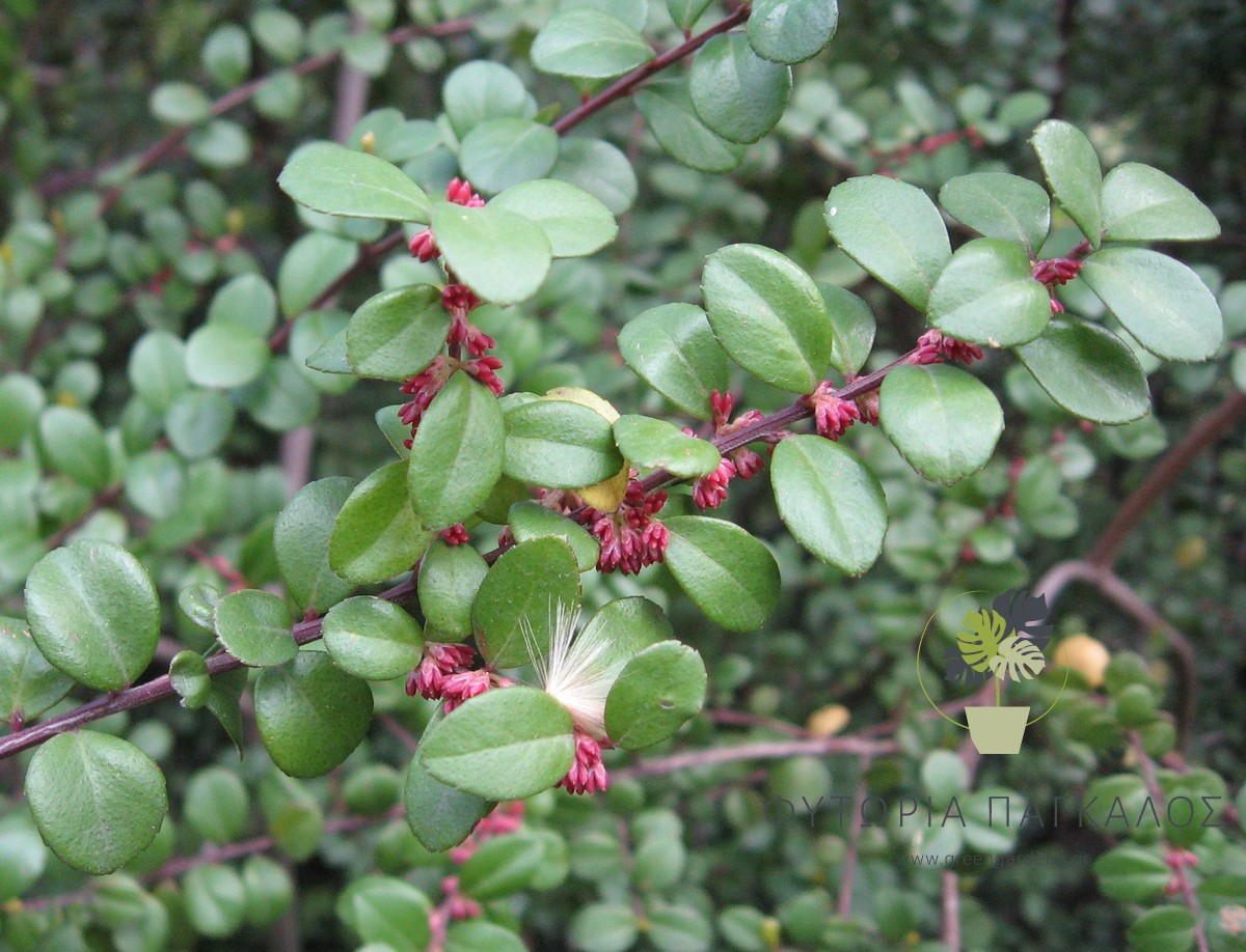 Μυρσίνη (Myrsine africana) – Αειθαλής Θάμνος για Χαμηλούς Φράχτες - 3